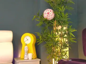 Bongacams Best Webcam of Tiny-Tease