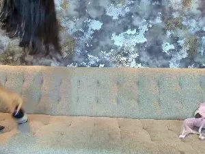 Cam4 Free Porn Cam of Zoe_TransGirl
