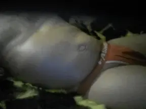 Cam4 Best live sex cam show of redimbir5