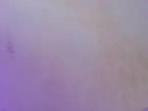Cam4 Nude Webcam of Allison_Star1
