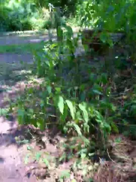Cam4 Adult Video Chat of saarman33