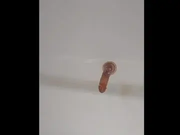 Chaturbate Best Webcam of shadowv5551