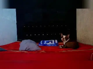 Xlovecam Live Sex Cam of ZaneMaverick